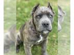 Cane Corso PUPPY FOR SALE ADN-782790 - Female puppy