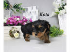 Yorkshire Terrier PUPPY FOR SALE ADN-782793 - APRI Male Yorkie
