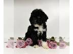 Miniature Bernedoodle PUPPY FOR SALE ADN-782795 - Mini Bernedoodle FEMALE