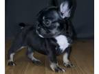 French Bulldog PUPPY FOR SALE ADN-782801 - FEMALE FRENCH BULLDOG FOR SALE