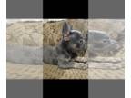 French Bulldog PUPPY FOR SALE ADN-782804 - MALE FRENCH BULLDOG FOR SALE