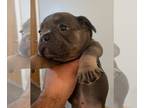 French Bulldog PUPPY FOR SALE ADN-782804 - MALE FRENCH BULLDOG FOR SALE