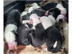Old English Sheepdog PUPPY FOR SALE ADN-782805 - May 2024 Litter