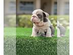Bulldog PUPPY FOR SALE ADN-782808 - English bulldog