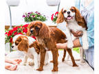 Cavalier King Charles Spaniel PUPPY FOR SALE ADN-782810 - AKC King Charles