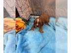 Cavalier King Charles Spaniel PUPPY FOR SALE ADN-782813 - Girl 1