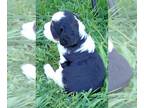 English Springer Spaniel PUPPY FOR SALE ADN-782814 - Adorable Springer pups