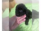 Chiranian-Poodle (Toy) Mix PUPPY FOR SALE ADN-782824 - Beautiful puppies