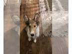 Collie PUPPY FOR SALE ADN-782829 - Duke Iron Moutain Michigan