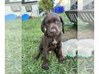 German Shorthaired Pointer PUPPY FOR SALE ADN-782830 - German shorthaired