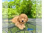 Poodle (Miniature) PUPPY FOR SALE ADN-782833 - AKC Miniature Poodle