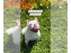 French Bulldog PUPPY FOR SALE ADN-782834 - Frenchies