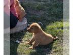 Labrador Retriever PUPPY FOR SALE ADN-782854 - Fox Red Pups