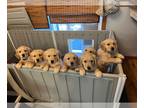 Golden Retriever PUPPY FOR SALE ADN-782874 - AKC Golden Retriever Pups