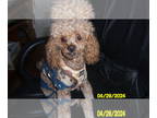 Poodle (Toy) DOG FOR ADOPTION ADN-782684 - Poodle Puppy Male Red Purebred