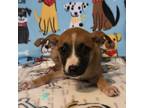 Adopt Margie's Pup 2 a Pit Bull Terrier, Retriever