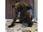 Adopt Margie's Pup 4 a Pit Bull Terrier, Retriever