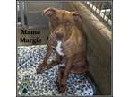 Adopt Margie a Pit Bull Terrier