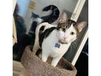 Adopt Moose Oswald a Domestic Short Hair