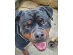 Adopt Angel a Rottweiler