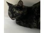 Adopt Jorden a Domestic Short Hair