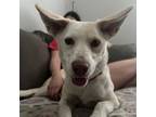 Adopt Kinslee a Australian Kelpie, Carolina Dog