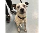 Adopt Baby Fiona a Australian Cattle Dog / Blue Heeler, Pit Bull Terrier