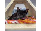 Adopt Salchicha a Domestic Short Hair