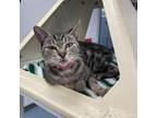 Adopt Dancing Queen a Domestic Short Hair