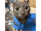 Adopt Dry Bones a Domestic Short Hair