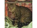 Adopt Abby Lee Miller a American Shorthair, Domestic Short Hair