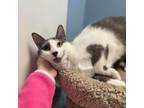 Adopt Ember a Domestic Short Hair