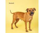 Adopt Meatball a Mixed Breed