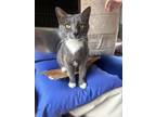 Adopt Smoothie a Domestic Short Hair