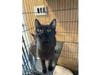 Adopt Sweetheart a Domestic Short Hair