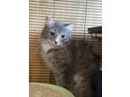 Adopt Shye a Domestic Short Hair