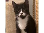 Adopt Squirt 2 a Domestic Short Hair