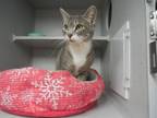 Adopt Iris a Domestic Short Hair