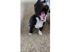 Adopt Sephora (Rosie) a Pit Bull Terrier