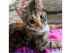 Adopt Tailor a Calico