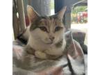 Adopt Xena a Domestic Short Hair