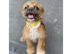 Adopt Stacey a Border Terrier