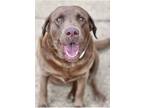 Adopt DELTA a Chocolate Labrador Retriever