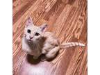 Adopt Daisy Kitten a Domestic Short Hair