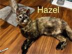Adopt Hazel a Domestic Short Hair