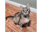 Adopt Ivy Kitten a Domestic Short Hair
