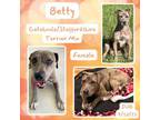 Adopt Betty a American Staffordshire Terrier, Catahoula Leopard Dog