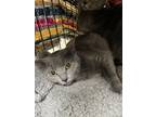 Adopt Rain a American Shorthair