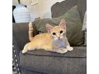 Adopt Carrie a Domestic Short Hair