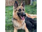 Adopt Hazel a German Shepherd Dog